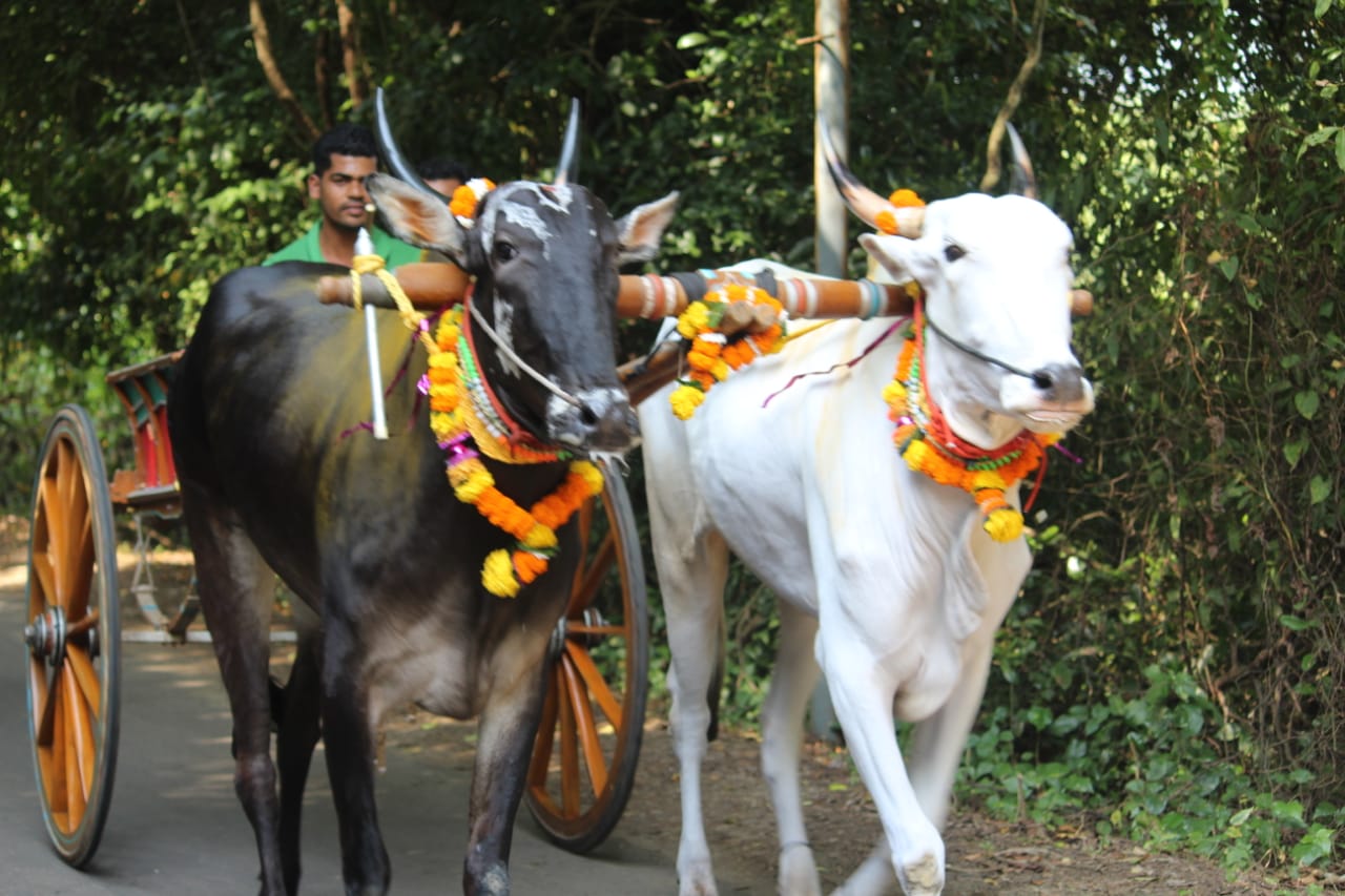 Bullock cart