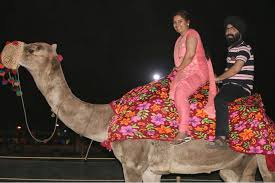 Camel ride on rent for birthday wedding events