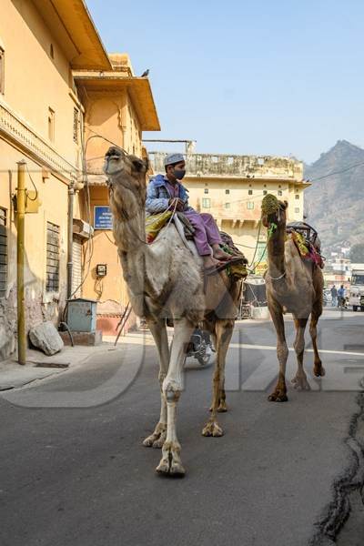 Camel ride Rent for birthday wedding corporate events