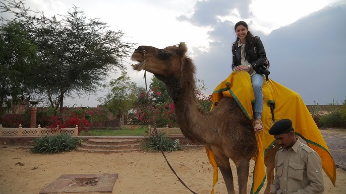 Camel ride Rent for birthday wedding corporate events